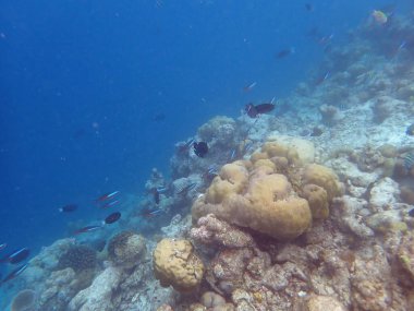 Maldivler adalarındaki mercan kayalıkları