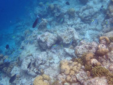 Maldivler adalarındaki mercan kayalıkları