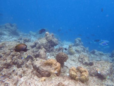 Maldivler adalarındaki mercan kayalıkları