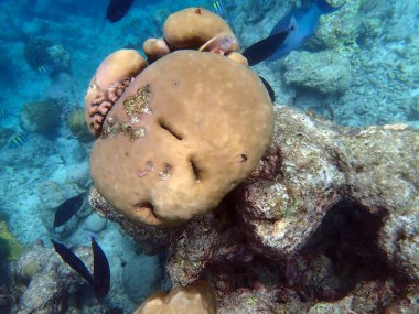 Maldivler adalarındaki mercan kayalıkları