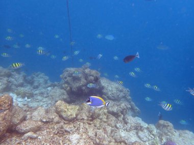 Maldivler adalarındaki mercan kayalıkları