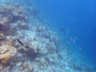 Maldivler adalarındaki mercan kayalıkları