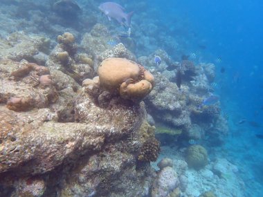 Maldivler adalarındaki mercan kayalıkları