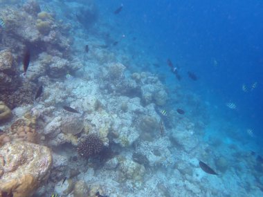 Maldivler adalarındaki mercan kayalıkları