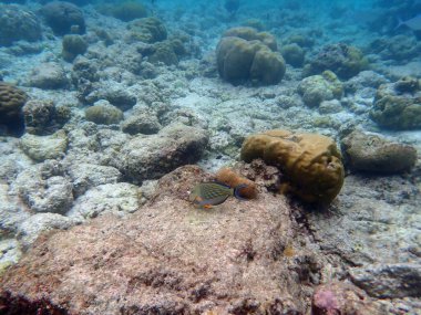 Maldivler adalarındaki mercan kayalıkları