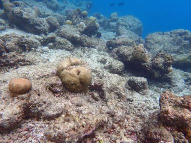 Maldivler adalarındaki mercan kayalıkları