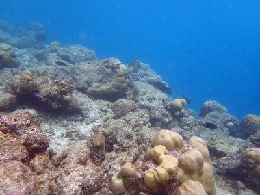 Maldivler adalarındaki mercan kayalıkları