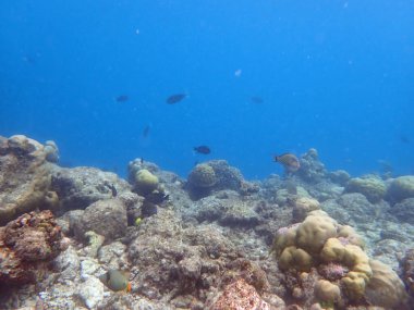 Maldivler adalarındaki mercan kayalıkları