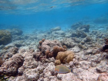 Maldivler adalarındaki mercan kayalıkları