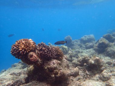 Maldivler adalarındaki mercan kayalıkları