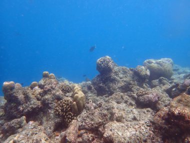 Maldivler adalarındaki mercan kayalıkları