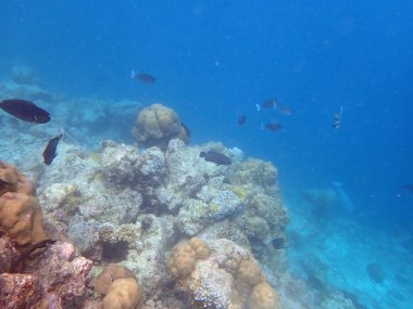 Maldivler adalarındaki mercan kayalıkları