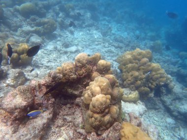 Maldivler adalarındaki mercan kayalıkları