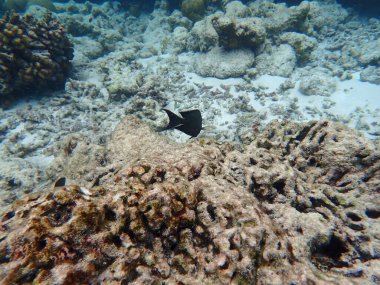 Maldivler adalarındaki mercan kayalıkları