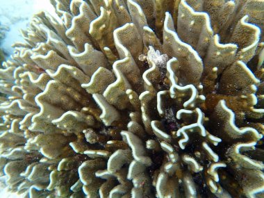 Maldivler adalarındaki mercan kayalıkları