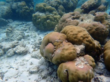 Maldivler adalarındaki mercan kayalıkları