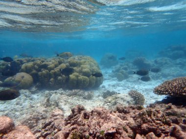 Maldivler adalarındaki mercan kayalıkları