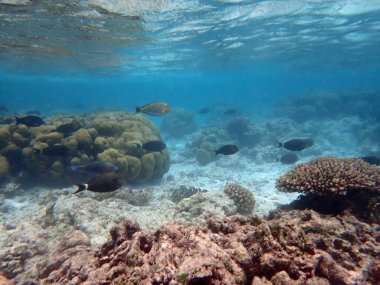 Maldivler adalarındaki mercan kayalıkları