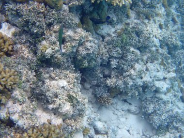 Maldivler adalarındaki mercan kayalıkları