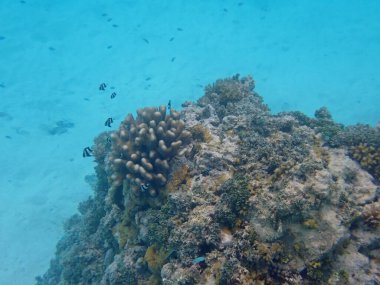 Maldivler adalarındaki mercan kayalıkları