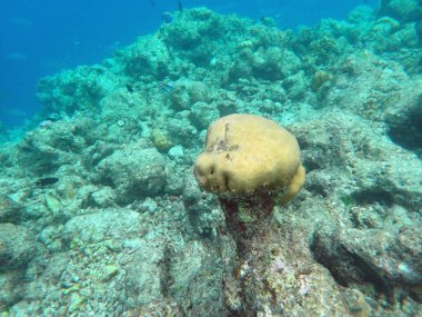 Maldivler adalarındaki mercan kayalıkları