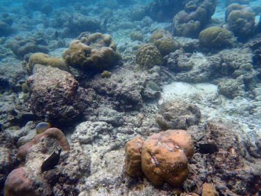 Maldivler adalarındaki mercan kayalıkları