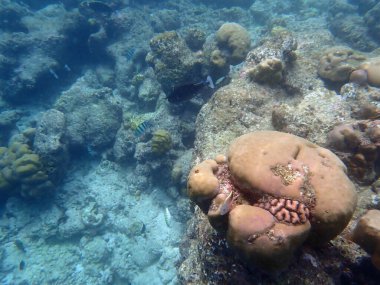 Maldivler adalarındaki mercan kayalıkları