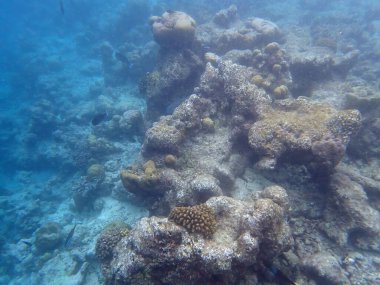 Maldivler adalarındaki mercan kayalıkları