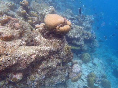 Maldivler adalarındaki mercan kayalıkları