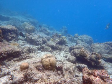 Maldivler adalarındaki mercan kayalıkları