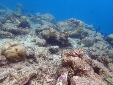 Maldivler adalarındaki mercan kayalıkları