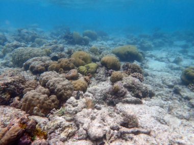 Maldivler adalarındaki mercan kayalıkları