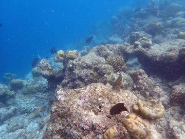 Maldivler adalarındaki mercan kayalıkları