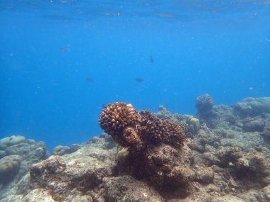 Maldivler adalarındaki mercan kayalıkları