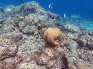 Maldivler adalarındaki mercan kayalıkları