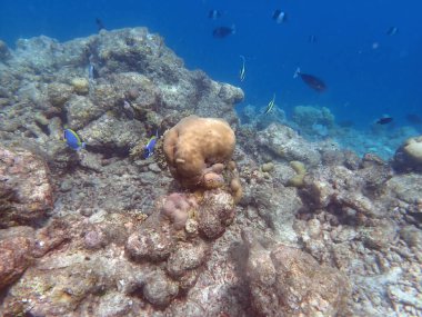 Maldivler adalarındaki mercan kayalıkları