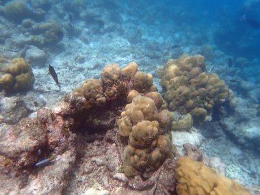 Maldivler adalarındaki mercan kayalıkları