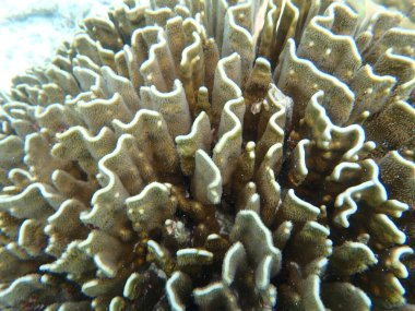 Maldivler adalarındaki mercan kayalıkları