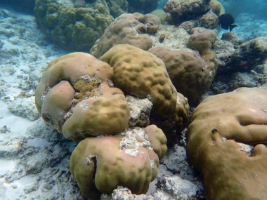 Maldivler adalarındaki mercan kayalıkları