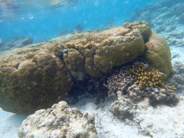 Maldivler adalarındaki mercan kayalıkları
