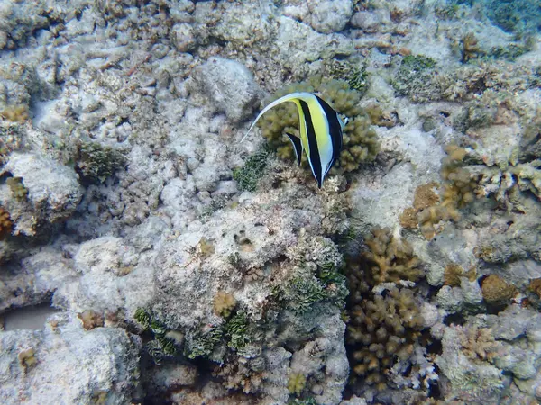 Renkli egzotik balıklarla dalış yapan maldivler.