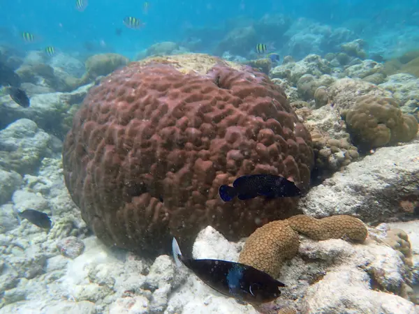 Renkli egzotik balıklarla dalış yapan maldivler.