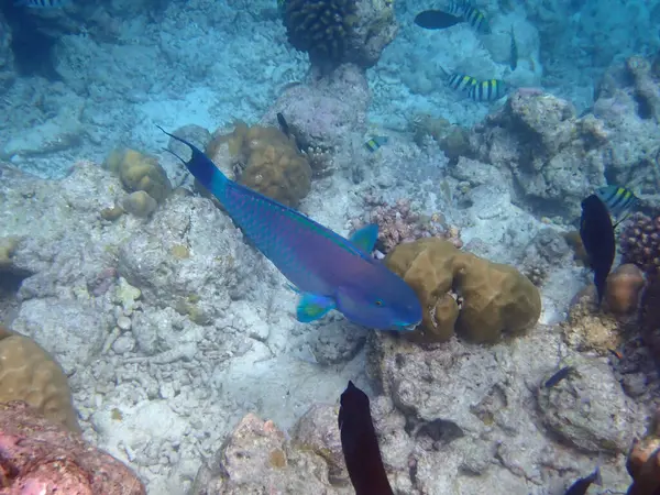 Renkli egzotik balıklarla dalış yapan maldivler.