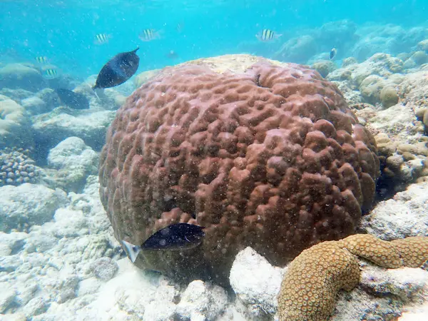 Renkli egzotik balıklarla dalış yapan maldivler.