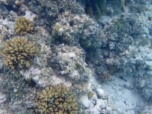 Maldivler adalarındaki mercan kayalıkları