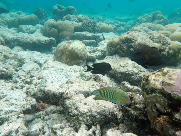 Maldivler adalarındaki mercan kayalıkları