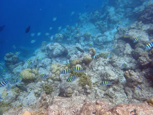 Maldivler adalarındaki mercan kayalıkları