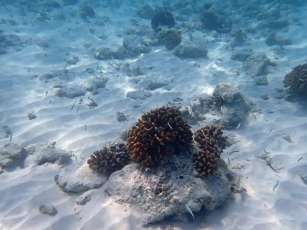 Maldivler adalarındaki mercan kayalıkları