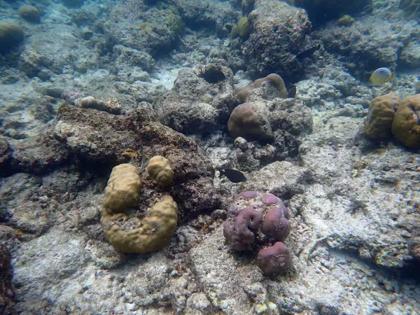 Maldivler adalarındaki mercan kayalıkları