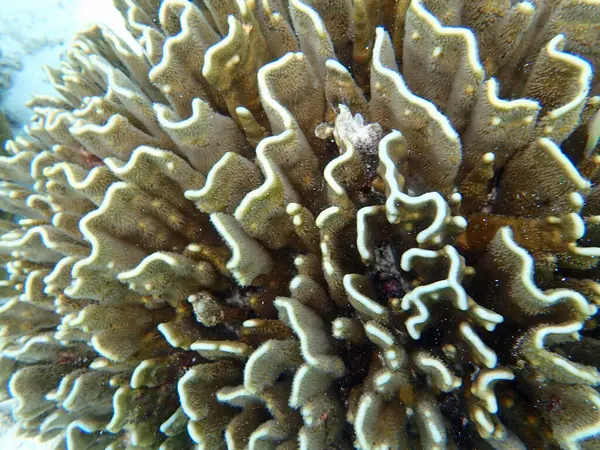 Maldivler adalarındaki mercan kayalıkları